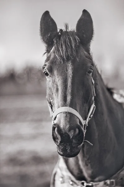 Zwarte paard portret — Stockfoto