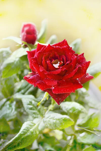 Vista Ravvicinata Del Fiore Rosa Rossa Con Gocce Acqua — Foto Stock