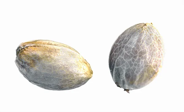 Два семян конопли — стоковое фото