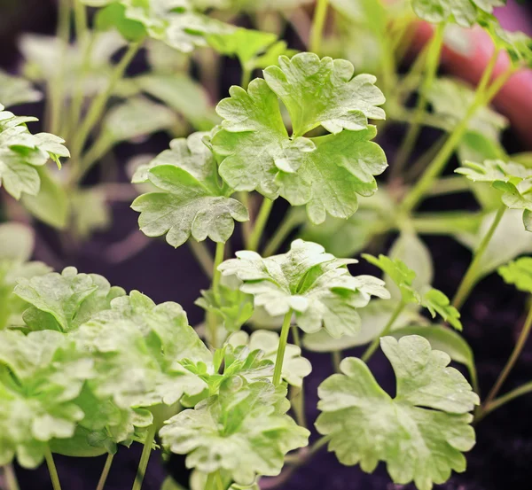 Green parsley sprouts — Stock Photo, Image