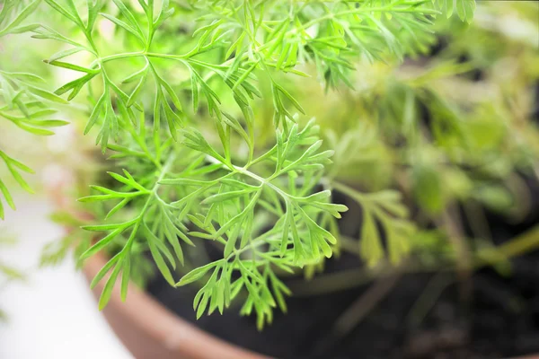 Young Dill sprouts in a pot — Stock Photo, Image