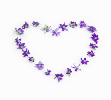 Whithered bahar çiçek hepaticas kalbinde