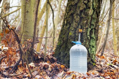 Huş ağacı sap plastik bir şişe içine damlayan damlaları