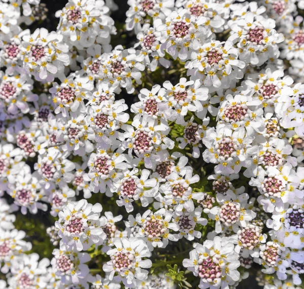 Krásné bílé kvetoucí rostlina neopadavá rock — Stock fotografie