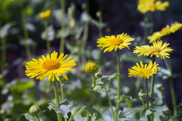 Leopard's bane — Stok fotoğraf