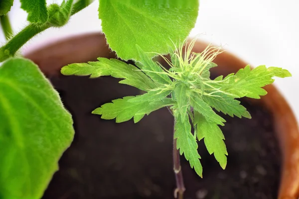 Close View Little Hemp Sprout Growing Pot — Stock Photo, Image