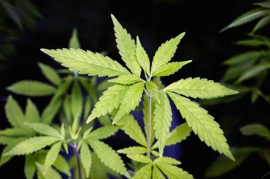 Kenevir Filiz genç yaprakları