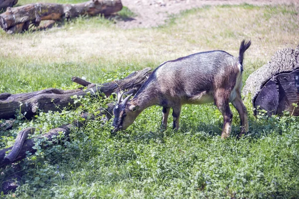 Kamerun cüce keçi — Stok fotoğraf