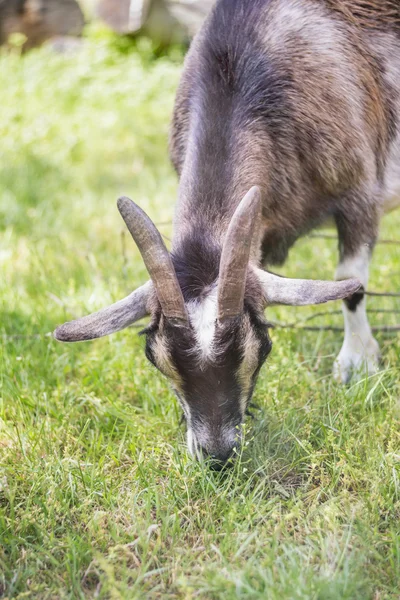 Камерунский карликовый козёл — стоковое фото