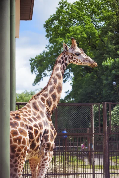 Girafe dans un zoo — Photo