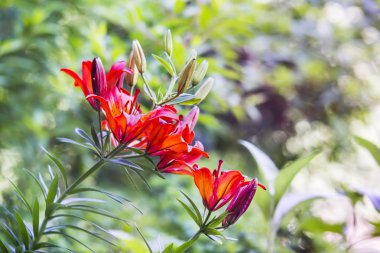 Daylily kırmızı turuncu çiçekler