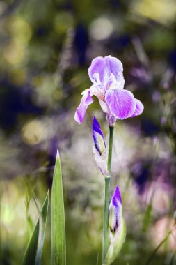 güzel Iris çiçeği