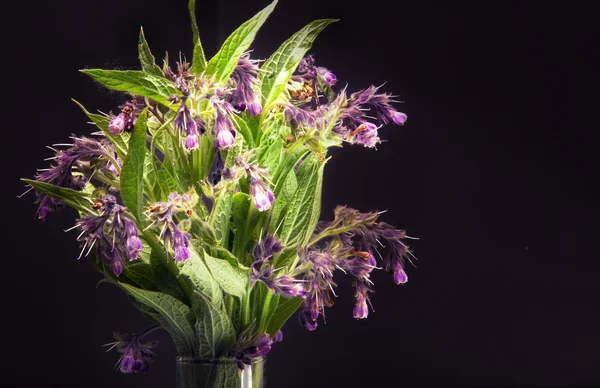 Λουλούδια Και Φύλλα Κοινή Comfrey Symphytum Officinale Γκρο Πλαν Πάνω — Φωτογραφία Αρχείου