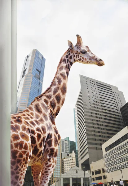 Girafe dans une ville — Photo