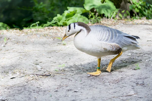 Bar-headed goose — Stock Photo, Image