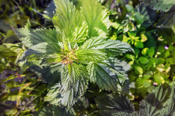 Blåse nesle i naturen – stockfoto