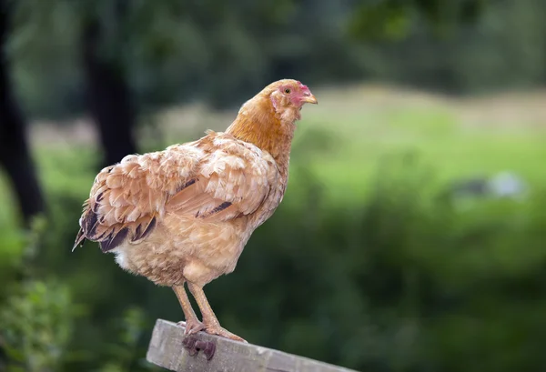 Retrato de galinha — Fotografia de Stock