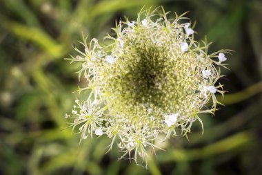 Wild Carrot blossom clipart