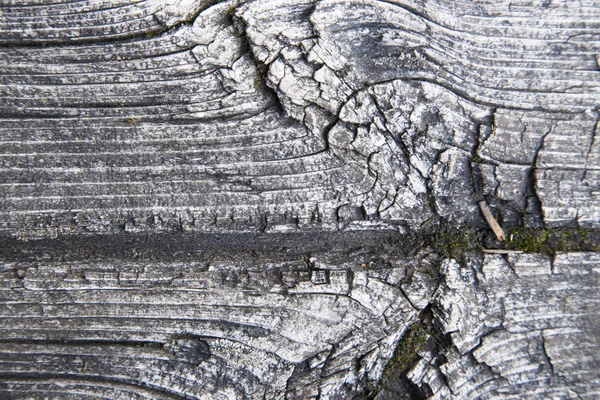 Tablero de madera vieja en macro —  Fotos de Stock