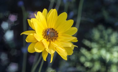 Arnica herb  blossoms with bee  clipart
