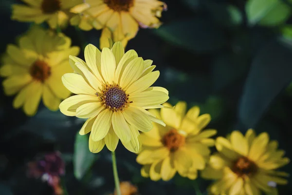 Fiori di erbe di Arnica — Foto Stock