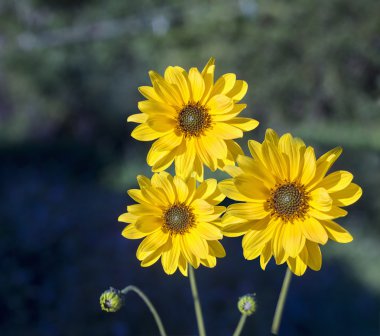 Arnica herb  blossoms clipart