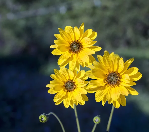 Kwiatów ziela arniki — Zdjęcie stockowe