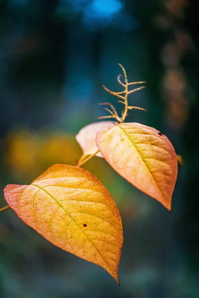 Knotweed Gigante Parte Outono Fundo Escuro Vista Aproximada — Fotografia de Stock