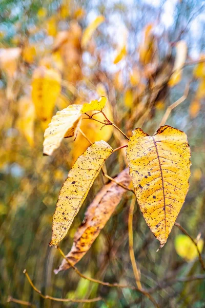 Knotweed Gigante Folhas Fundo Embaçado Outono Vista Aproximada — Fotografia de Stock
