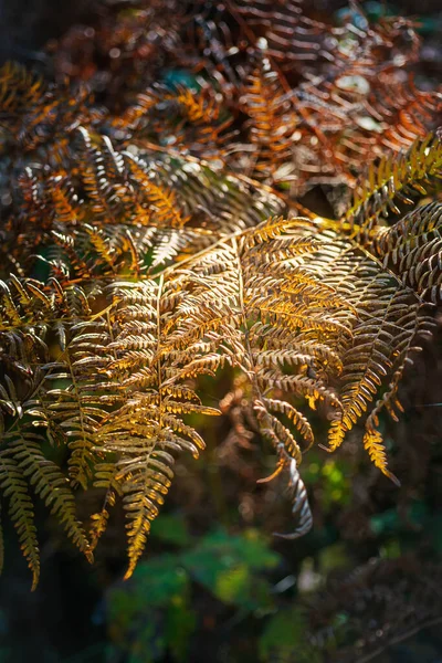 Dryopteris Nebo Dřevěné Kapradiny Rostlina Podzim Slunečného Dne — Stock fotografie