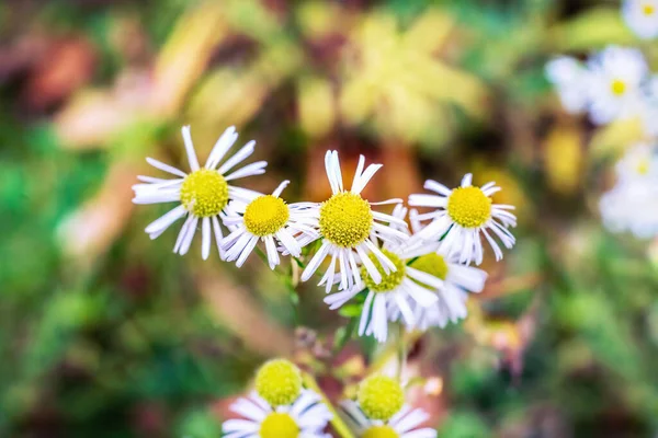 Roczne Kwiaty Roślin Pcheł Jesienią Zamknij Się — Zdjęcie stockowe