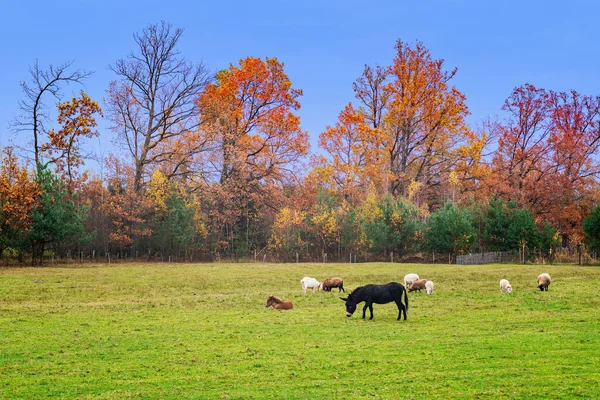 Черный Осел Мул Коза Овцы Ферме Дворе Осенью — стоковое фото