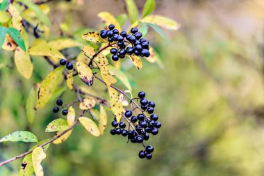 Sonbaharda Common Privet böğürtlenleri ile şube. Kapat..