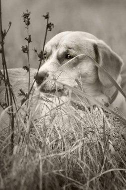 Çimlerin üzerinde güzel bir köpeğin portresi. Siyah beyaz.