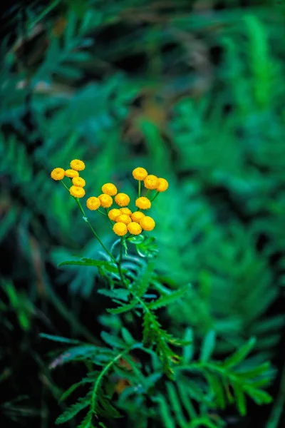 Flores Tansy Amarelas Verão Fechar — Fotografia de Stock