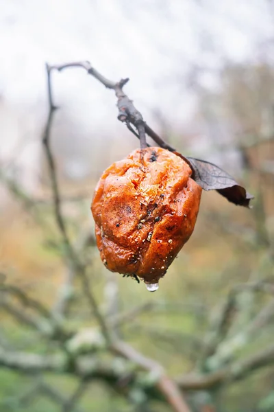 Vista Cercana Manzana Podrida Después Lluvia Mañana Brumosa Otoño — Foto de Stock