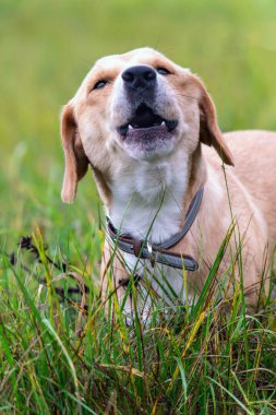 Sonbahar çimlerinde havlayan köpek portresi.