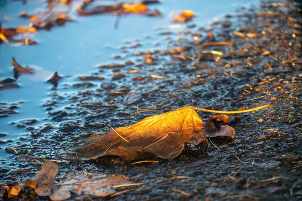 Gelbes Ahornblatt Auf Dem Boden Nach Dem Regen Herbst Nahaufnahme — Stockfoto