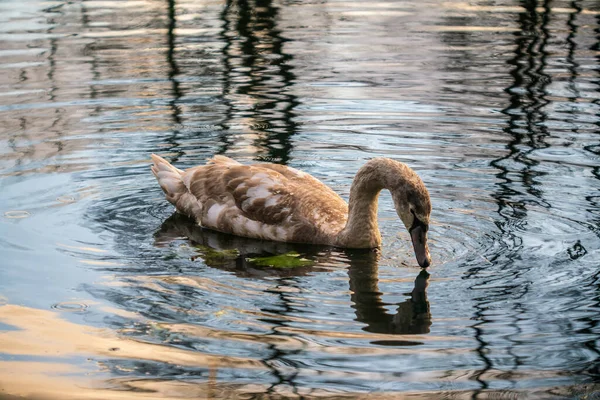 秋に池の水の中に若い白鳥 ビューを閉じる — ストック写真