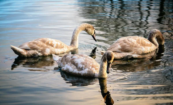 Três Cisnes Jovens Uma Água Lagoa Outono Vista Aproximada — Fotografia de Stock