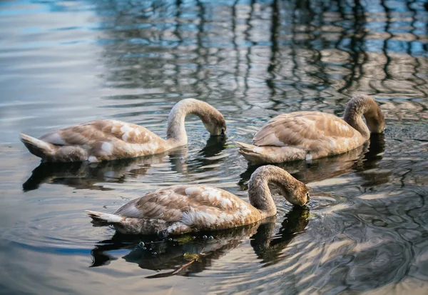 Três Cisnes Jovens Uma Água Lagoa Outono Vista Aproximada — Fotografia de Stock