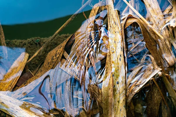 秋に川の流れの中で水の下で乾燥葦 閉じろ — ストック写真