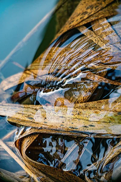 Droge Rietstengels Onder Water Een Rivier Herfst Sluiten — Stockfoto