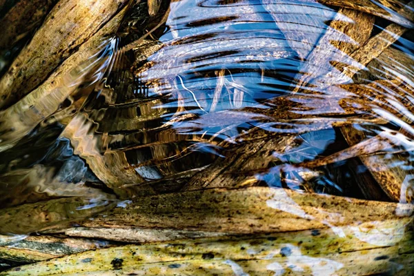 Droge Rietstengels Onder Water Een Rivier Herfst Sluiten — Stockfoto