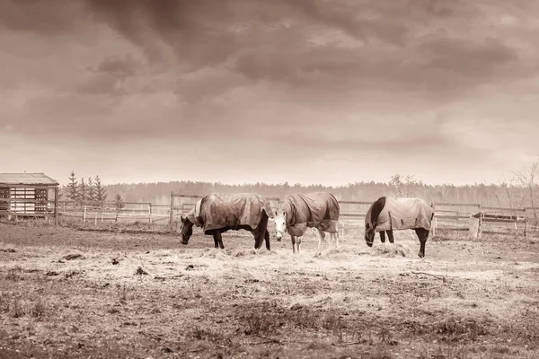 Tre Hästar Med Caparisons Höet Höstgården — Stockfoto