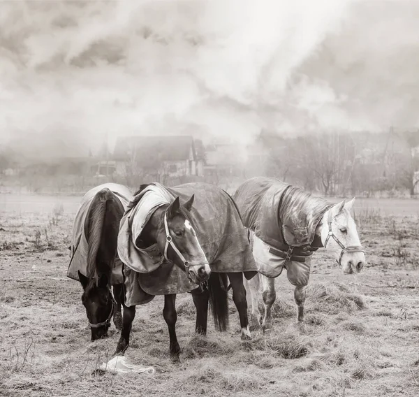 Trois Chevaux Avec Des Caparisons Sur Foin Dans Une Cour — Photo