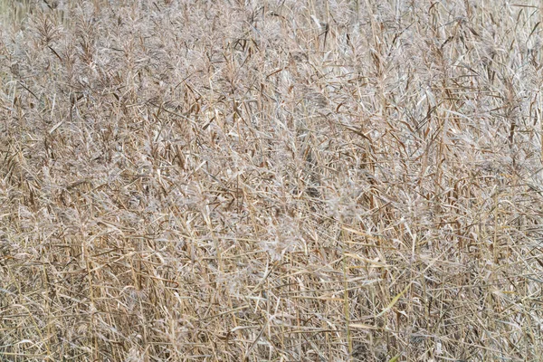 背景のために秋に乾燥した葦 ビューを閉じる — ストック写真