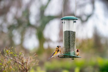 Two European goldfinch or simply the goldfinch (Carduelis carduelis) on a bird feeder with Nyjer seeds. Small passerine bird in the finch family that is native to Europe. clipart