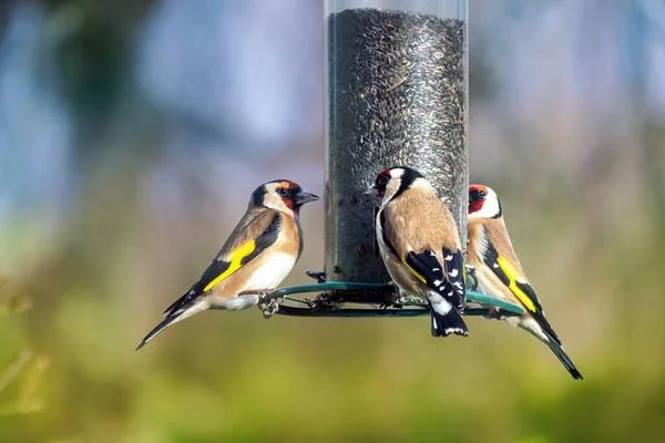 Tre Cardellini Europei Semplicemente Cardellino Carduelis Carduelis Una Mangiatoia Con Immagini Stock Royalty Free