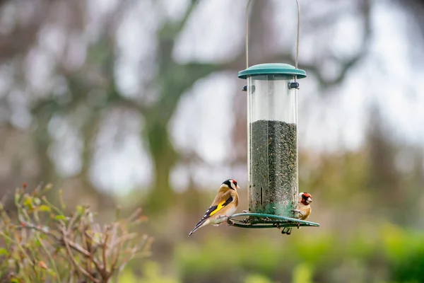 Due Cardellini Europei Semplicemente Cardellino Carduelis Carduelis Una Mangiatoia Con Immagine Stock